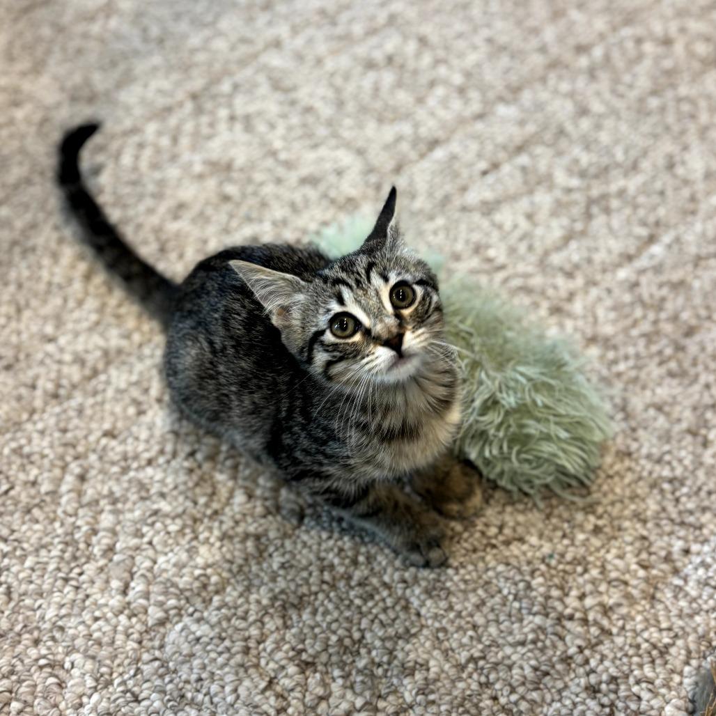 Serena, a Adoptable Domestic Short Hair in Fort Worth, TX image 4/5
