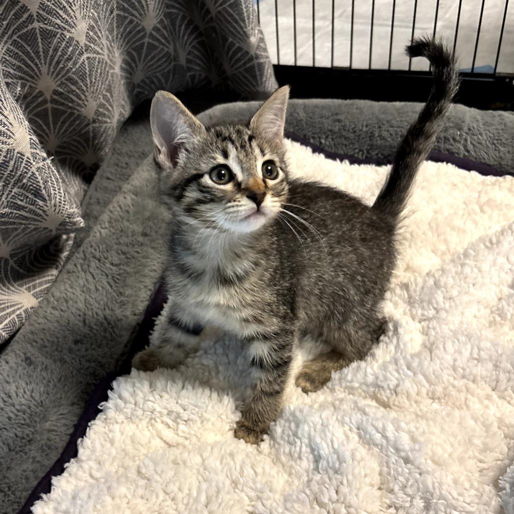 Enlarge Serena, a Adoptable Domestic Short Hair in Fort Worth, TX image 3/3