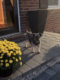 Enlarge Fiji, a Adoptable mixed breed in Nashville, TN image 1/3