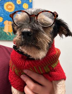 Fiji {COMING SOON}, Adoptable, Senior Male Schnauzer & Cairn Terrier.
