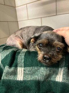 Enlarge Fiji {COMING SOON}, a Adoptable mixed breed in Nashville, TN image 3/3