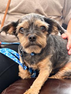 Enlarge Fiji, a Adoptable mixed breed in Nashville, TN image 3/3