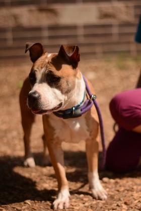 Cookie Crumble - IN FOSTER, a Adoptable Mixed Breed in Chamblee, GA image 1/3