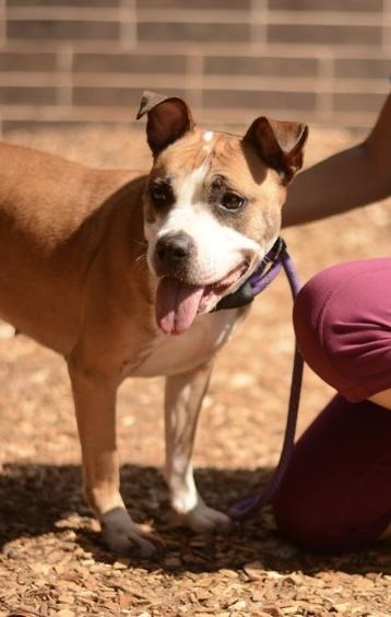Cookie Crumble - IN FOSTER, a Adoptable Mixed Breed in Chamblee, GA image 2/3