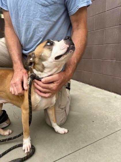 Cookie Crumble - IN FOSTER, a Adoptable Mixed Breed in Chamblee, GA image 3/3