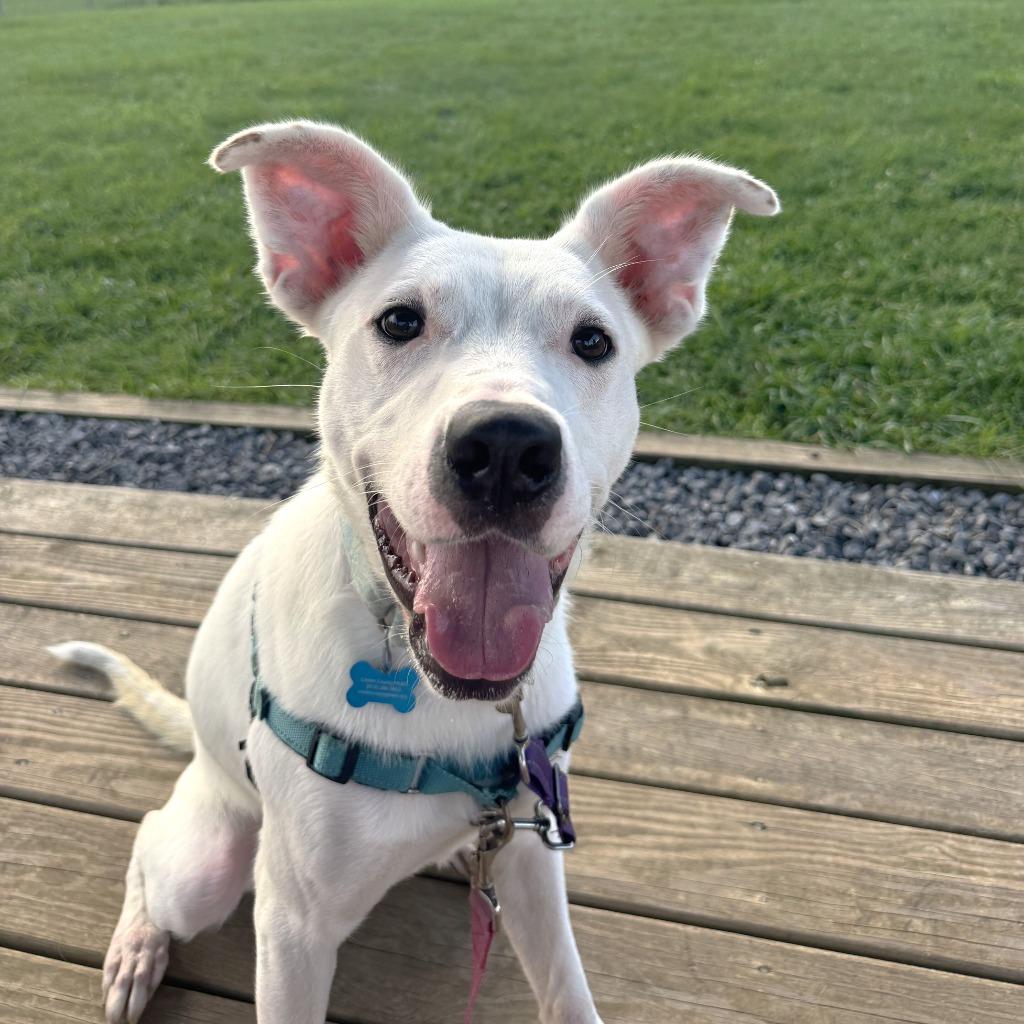 Blue Lizard, Adoptable, Young Male Mixed Breed.