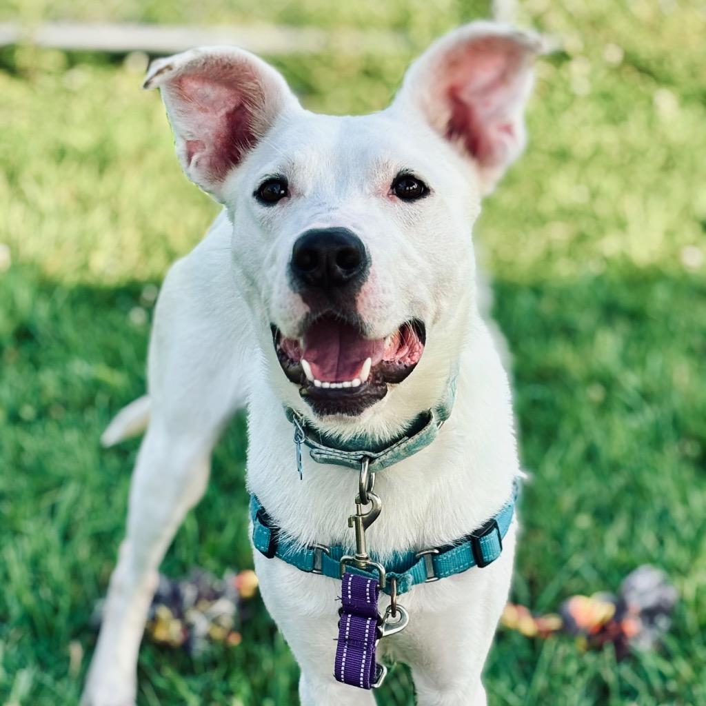 Enlarge Blue Lizard, a Adoptable Mixed Breed in State College, PA image 2/6