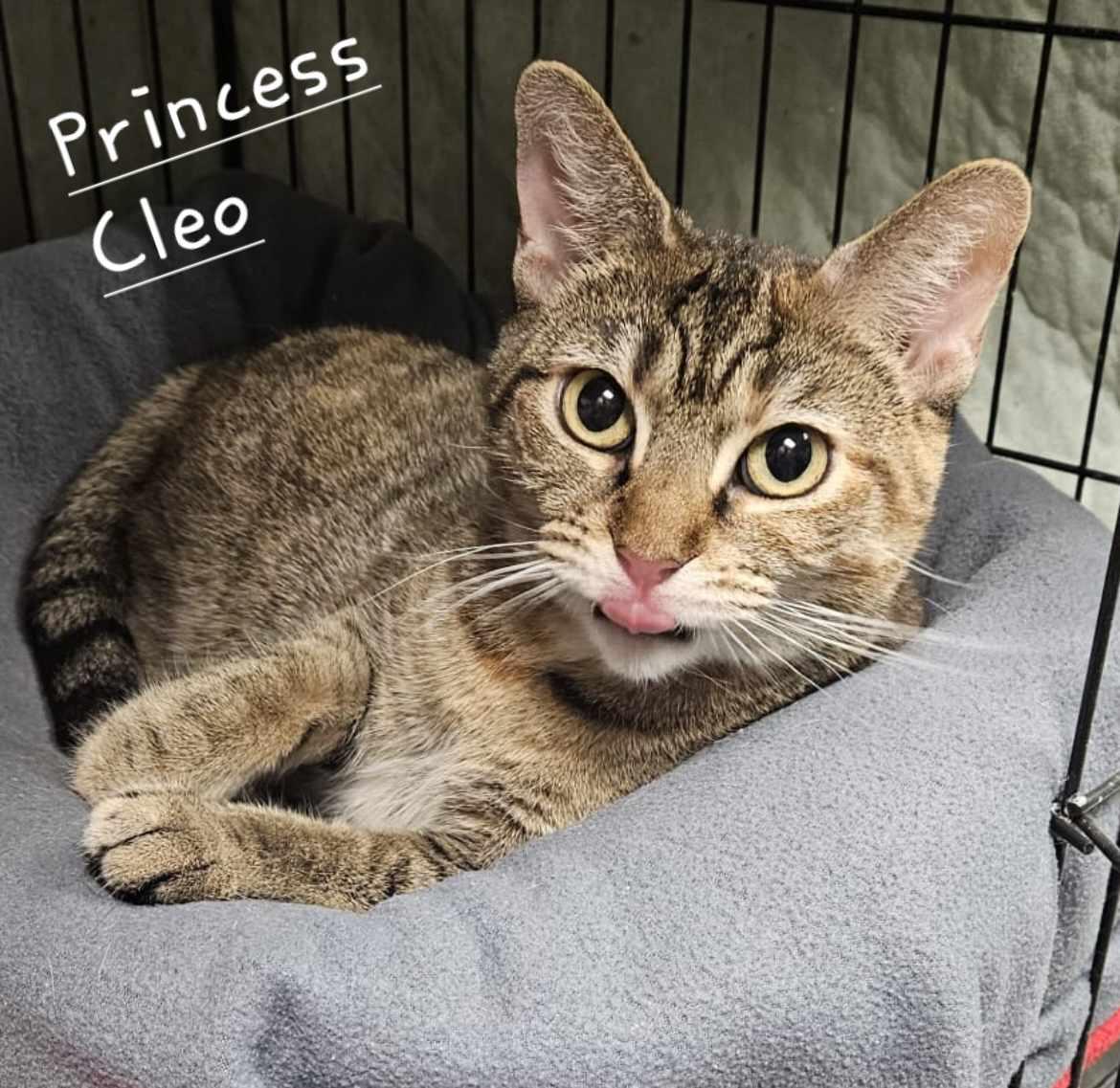Princess Cleo, Adult Female unknown
