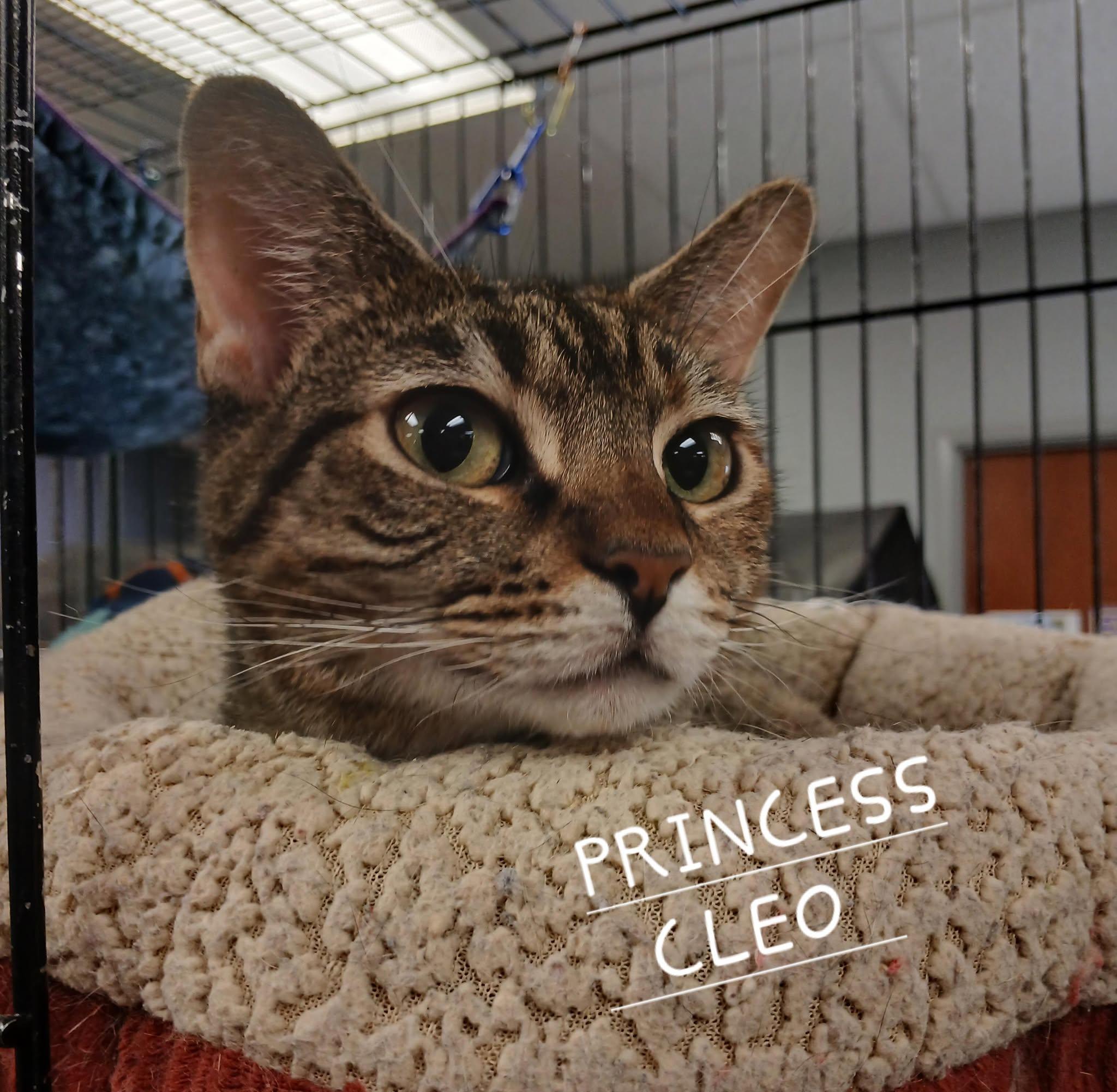 Princess Cleo photo 4