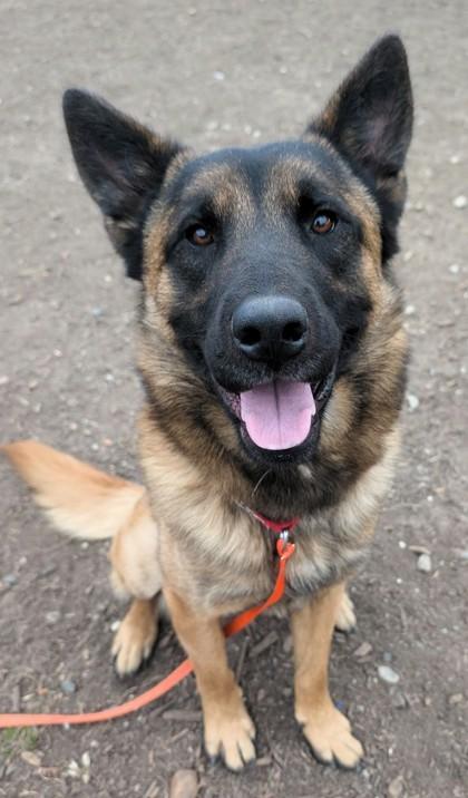 Chief, ADOPTABLE, Adult Male German Shepherd Dog.