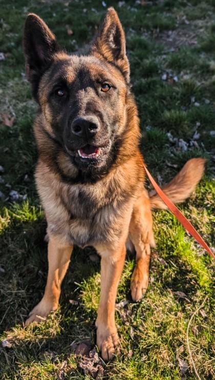 Enlarge Chief, a ADOPTABLE mixed breed in Wenatchee, WA image 3/3