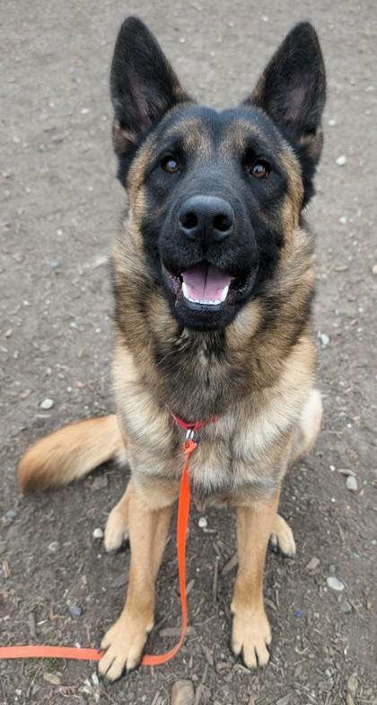 Enlarge Chief, a ADOPTABLE mixed breed in Wenatchee, WA image 2/3