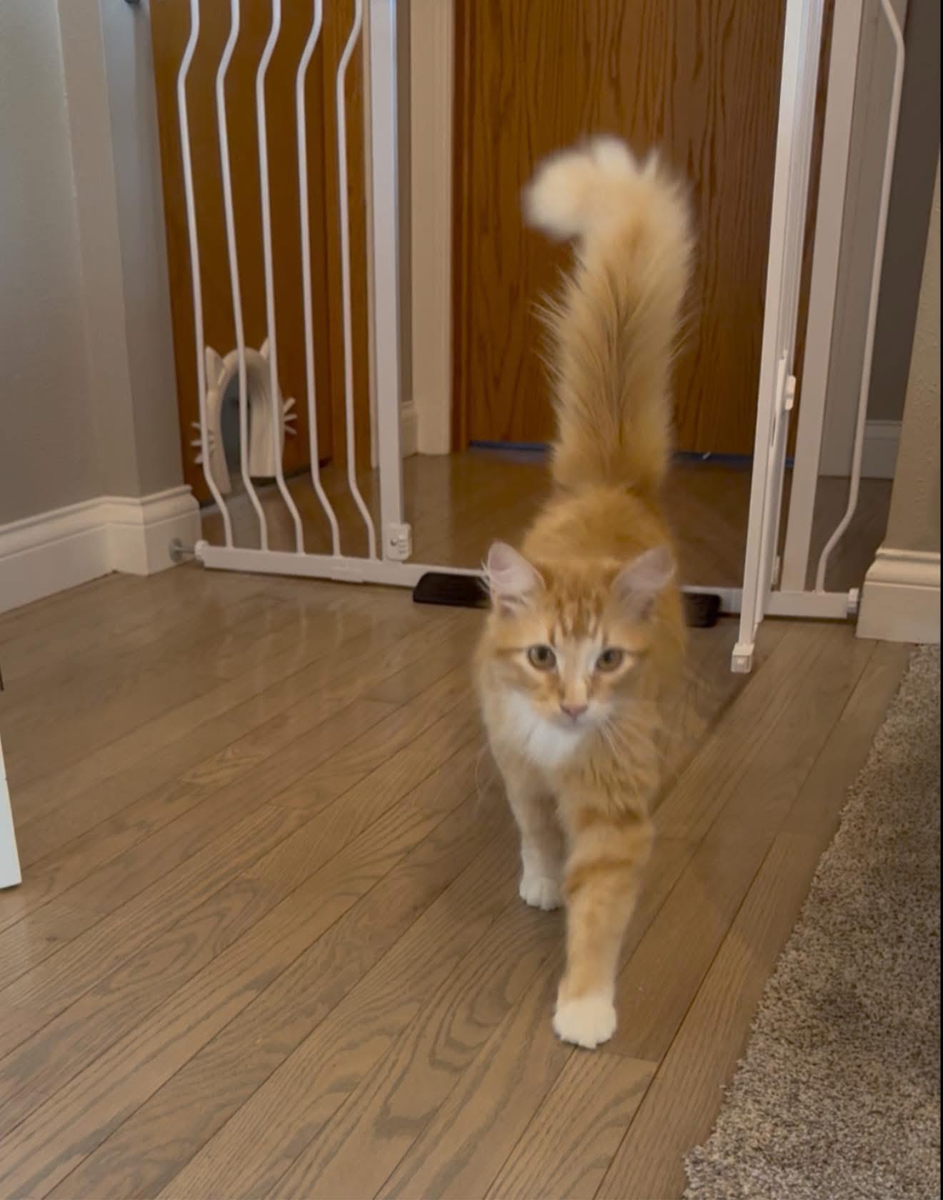 Loki