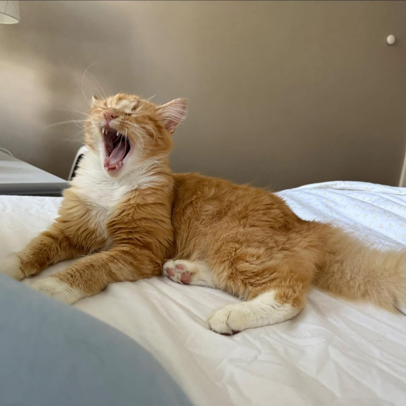 Loki