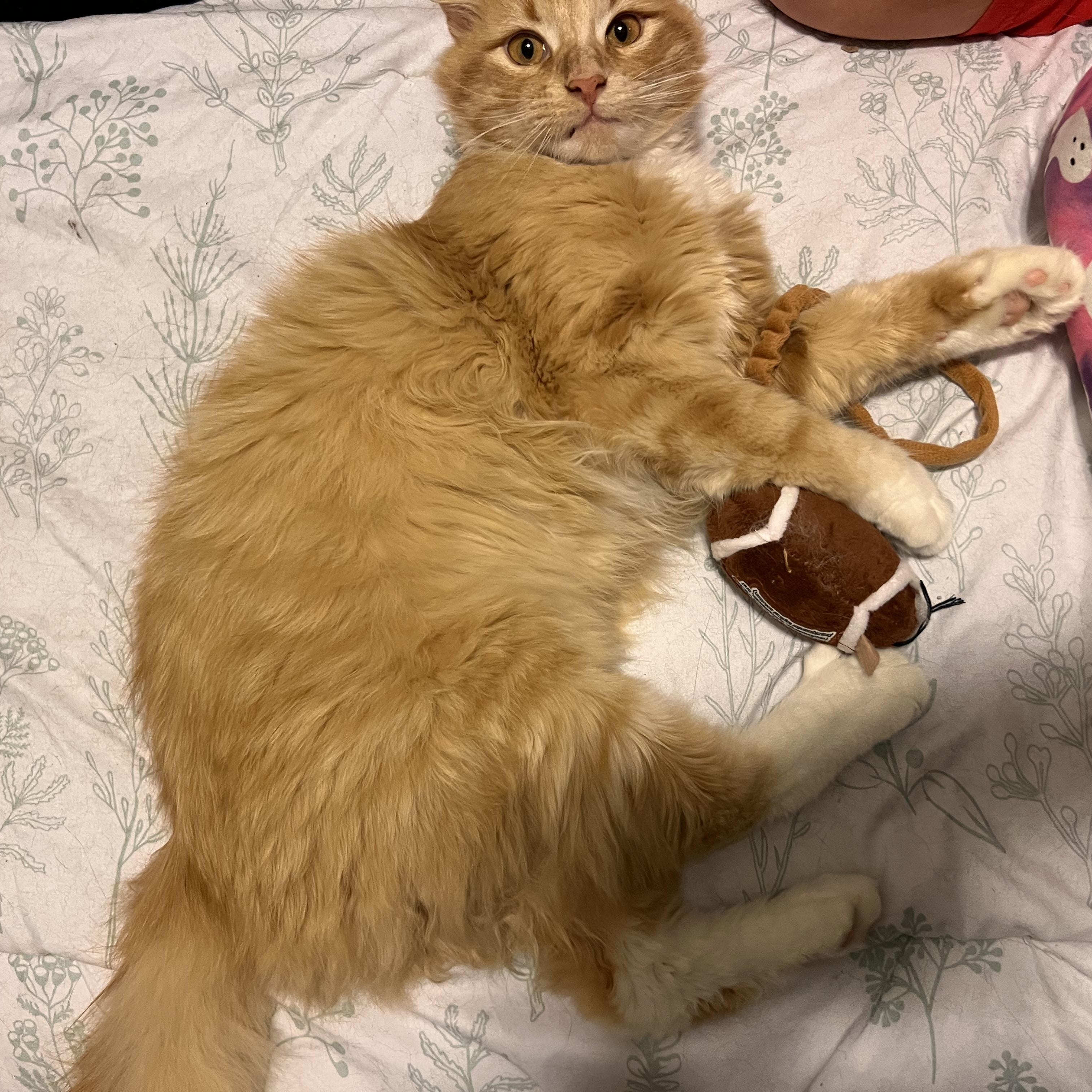 Loki