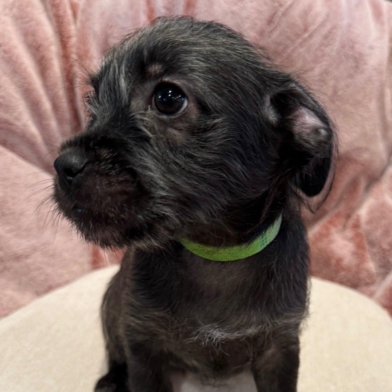 Ashoka, an adoptable Havanese in Newport Beach, CA, 92660 | Photo Image 1