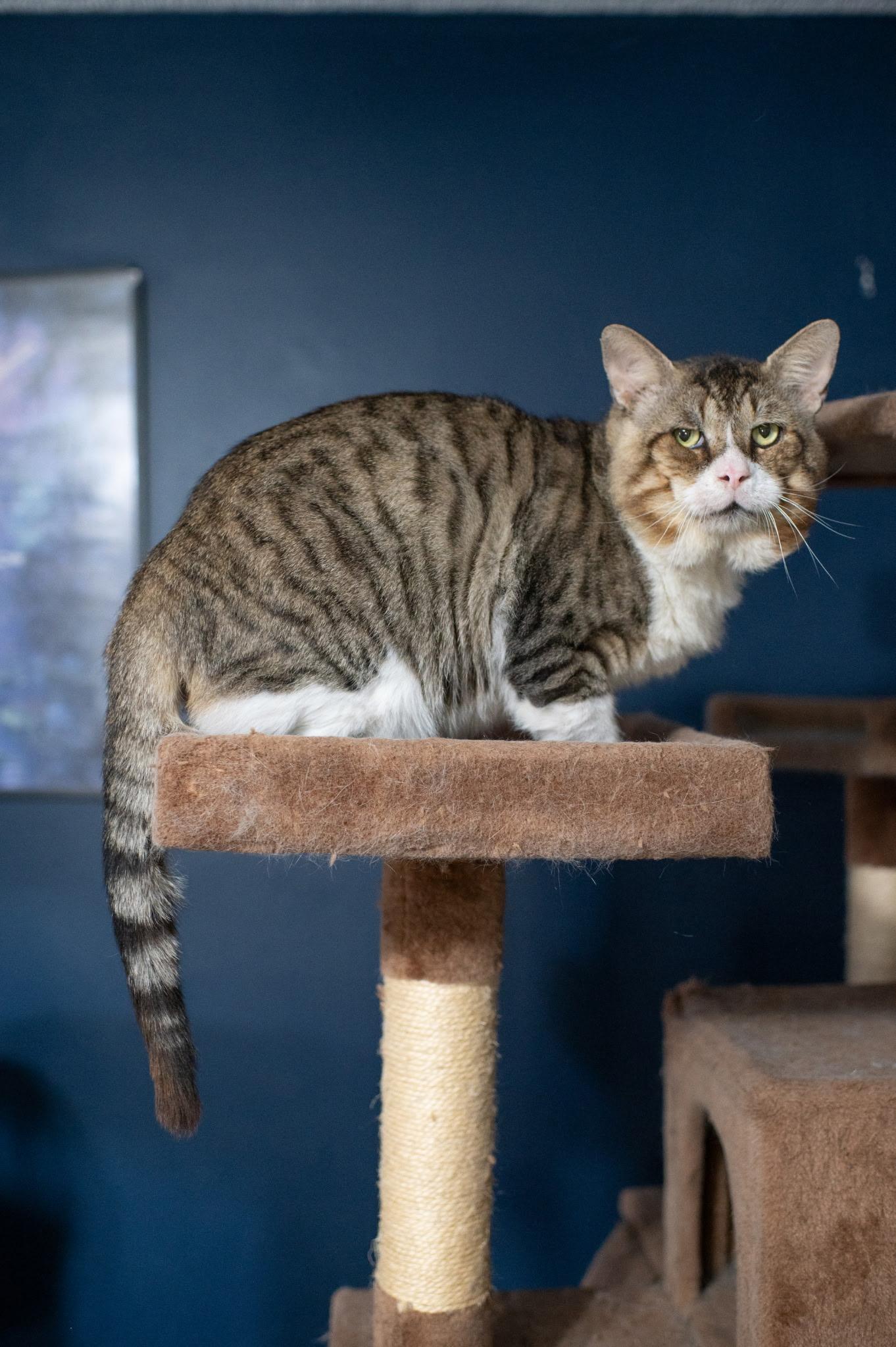Enlarge Biggie, a Adoptable Tabby in Boston, MA image 6/6