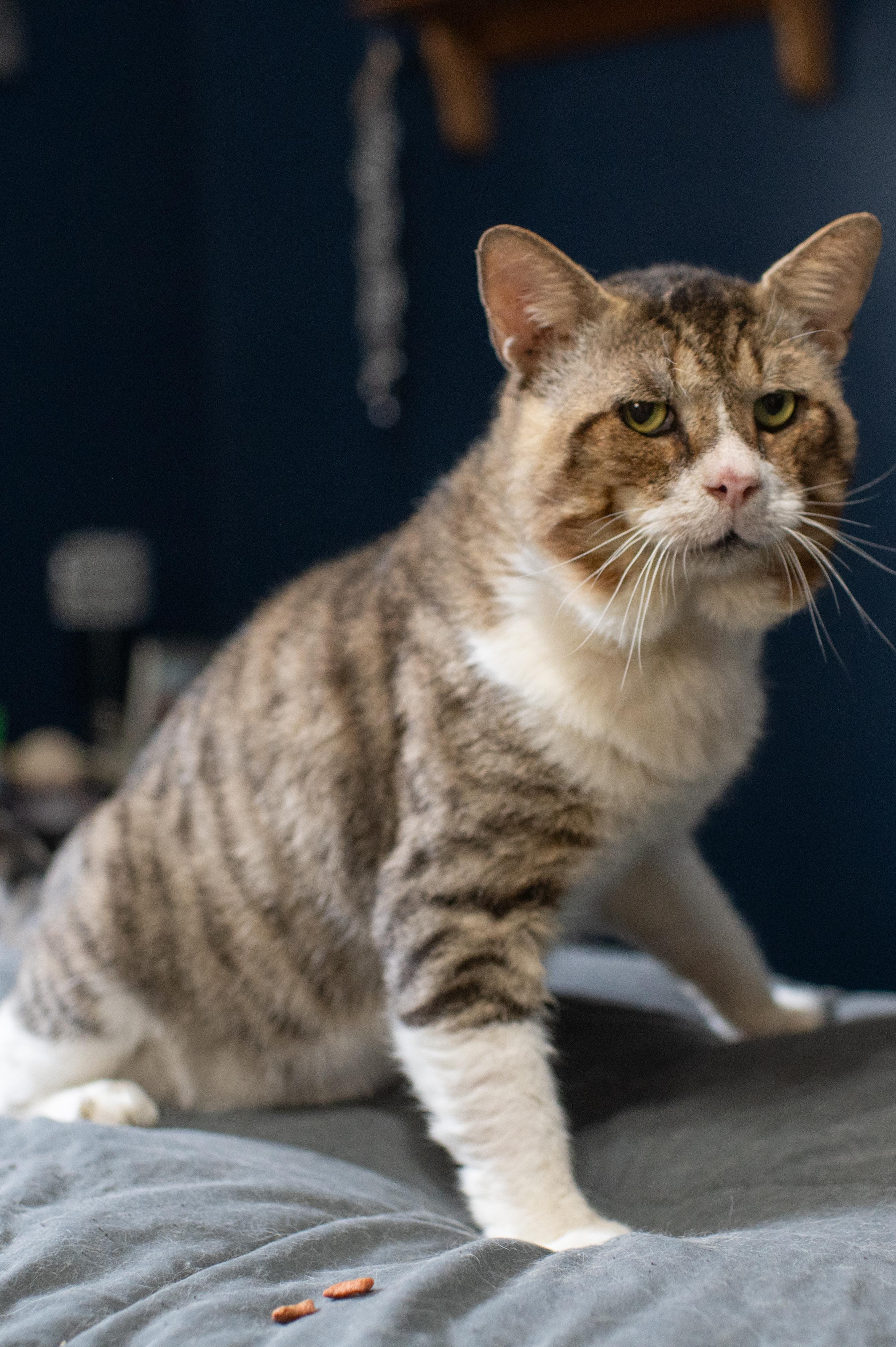 Enlarge Biggie, a Adoptable Tabby in Boston, MA image 4/6