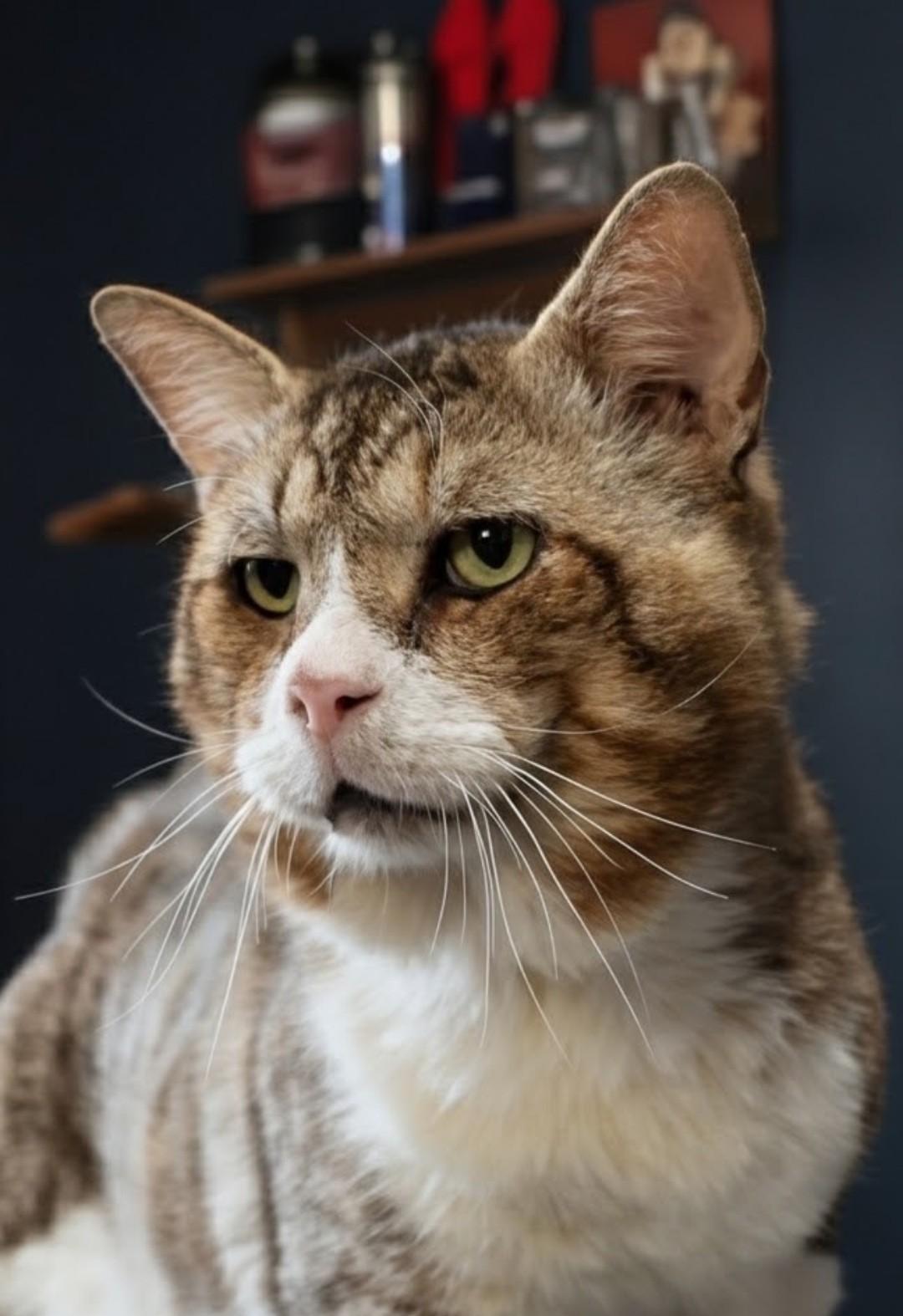 Enlarge Biggie, a Adoptable Tabby in Boston, MA image 3/6