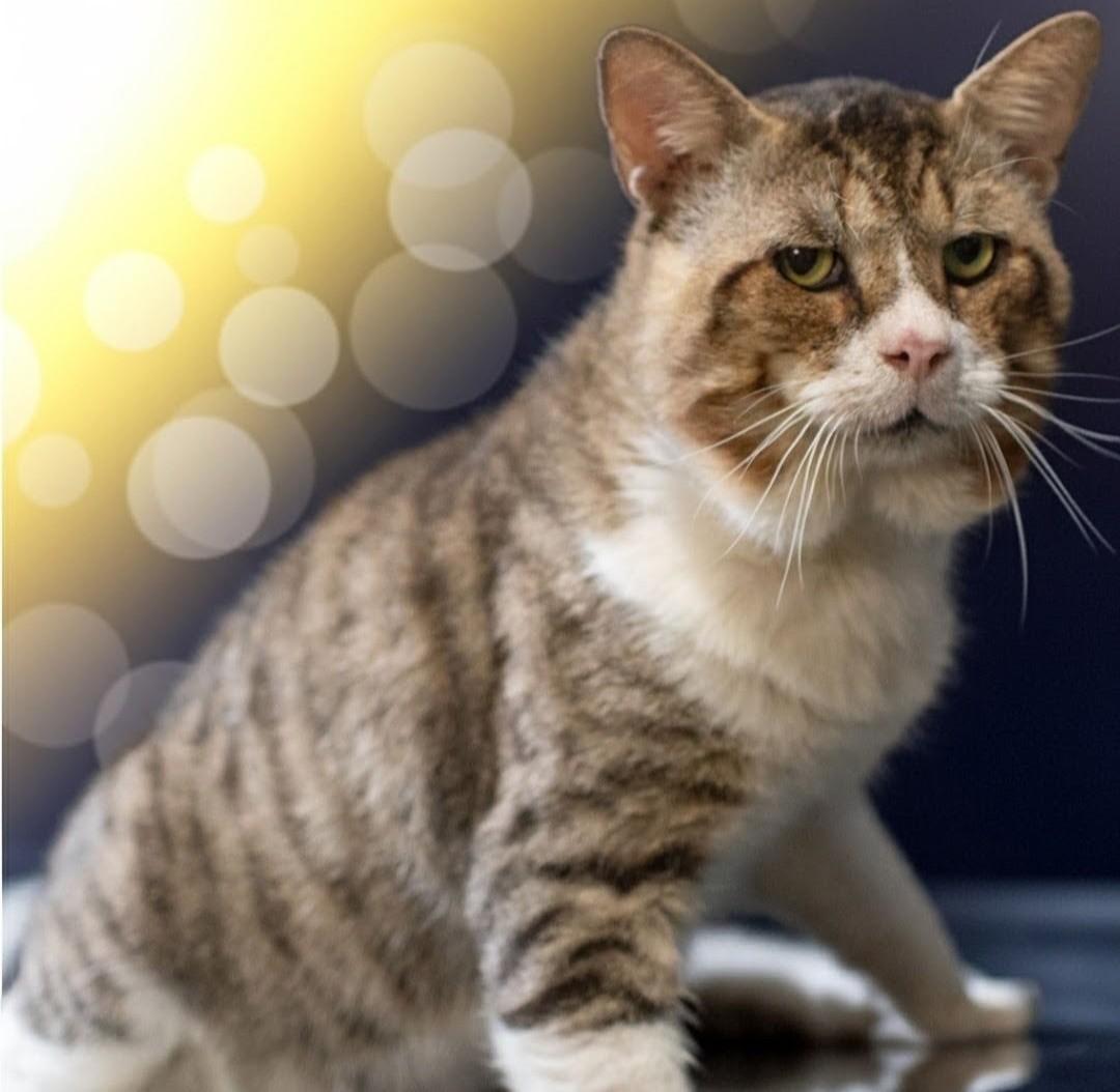 Enlarge Biggie, a Adoptable Tabby in Boston, MA image 2/6