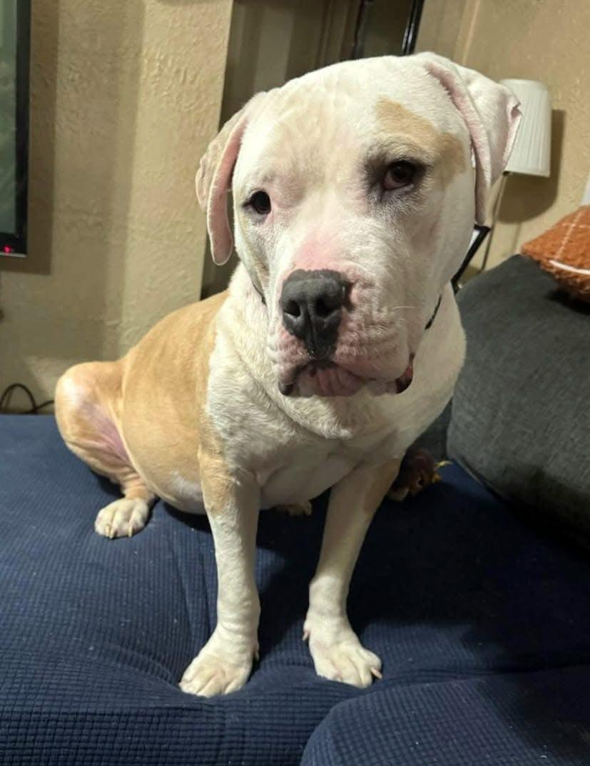 Enlarge Oz, a Adopted Mastiff in Pittsburgh, PA image 2/4