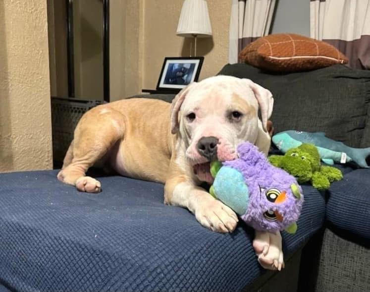 Enlarge Oz, a Adopted Mastiff in Pittsburgh, PA image 1/4