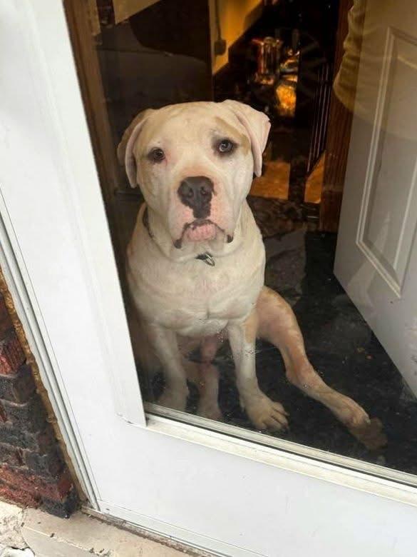 Enlarge Oz, a Adopted Mastiff in Pittsburgh, PA image 4/4