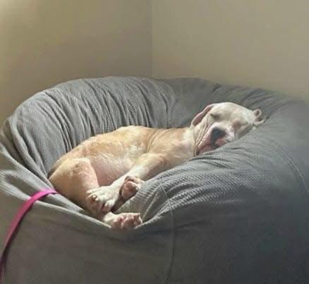 Oz, Adopted, Young Male Mastiff.