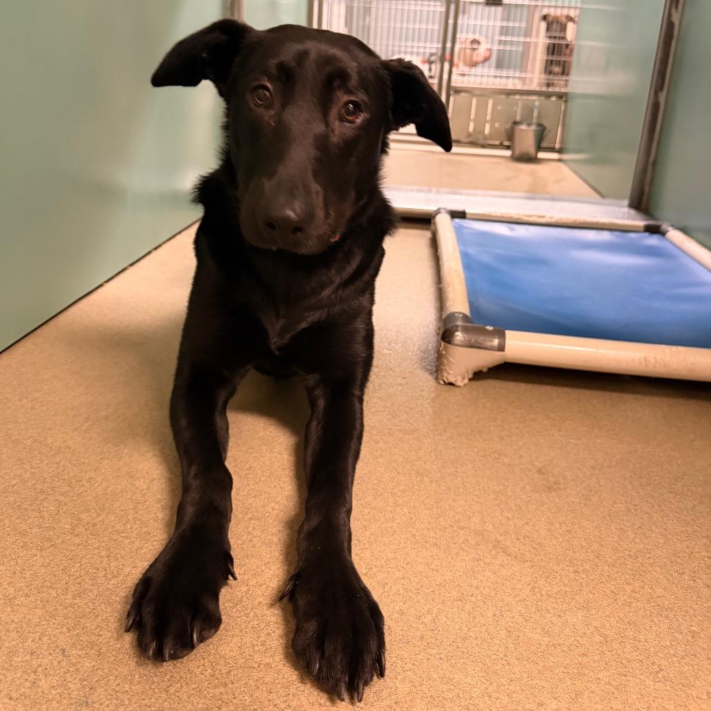 Enlarge Luna May, a Adoptable mixed breed in Lynchburg, VA image 1/4