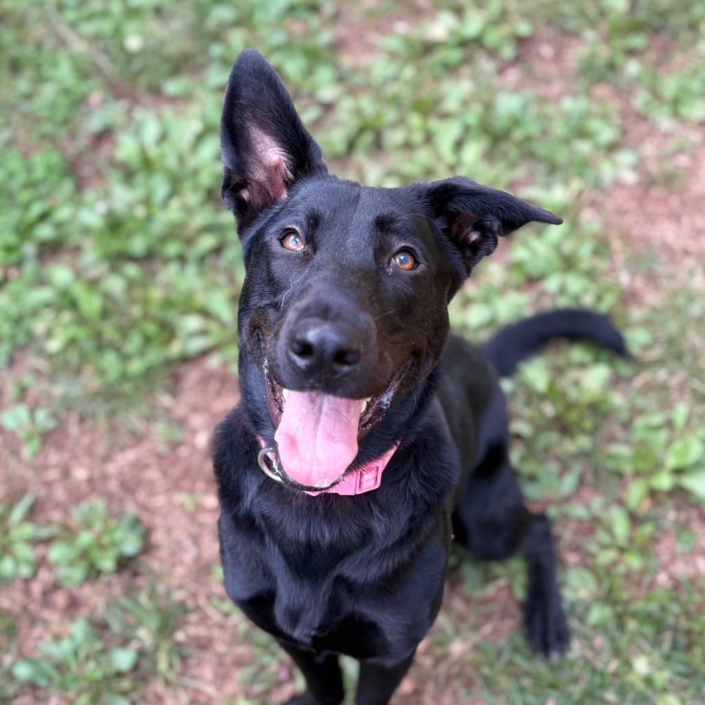 Enlarge Luna May, a Adoptable mixed breed in Lynchburg, VA image 2/4