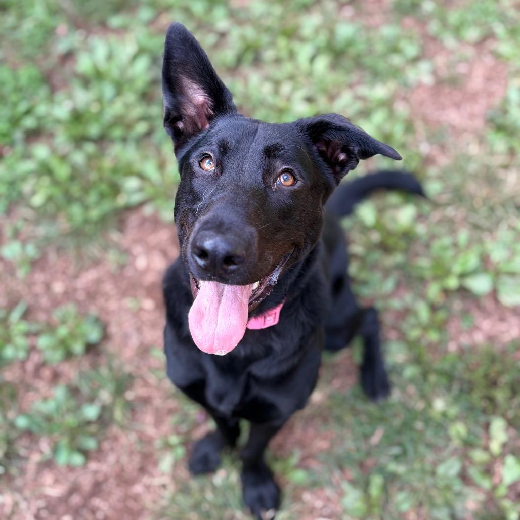 Enlarge Luna May, a Adoptable mixed breed in Lynchburg, VA image 3/4