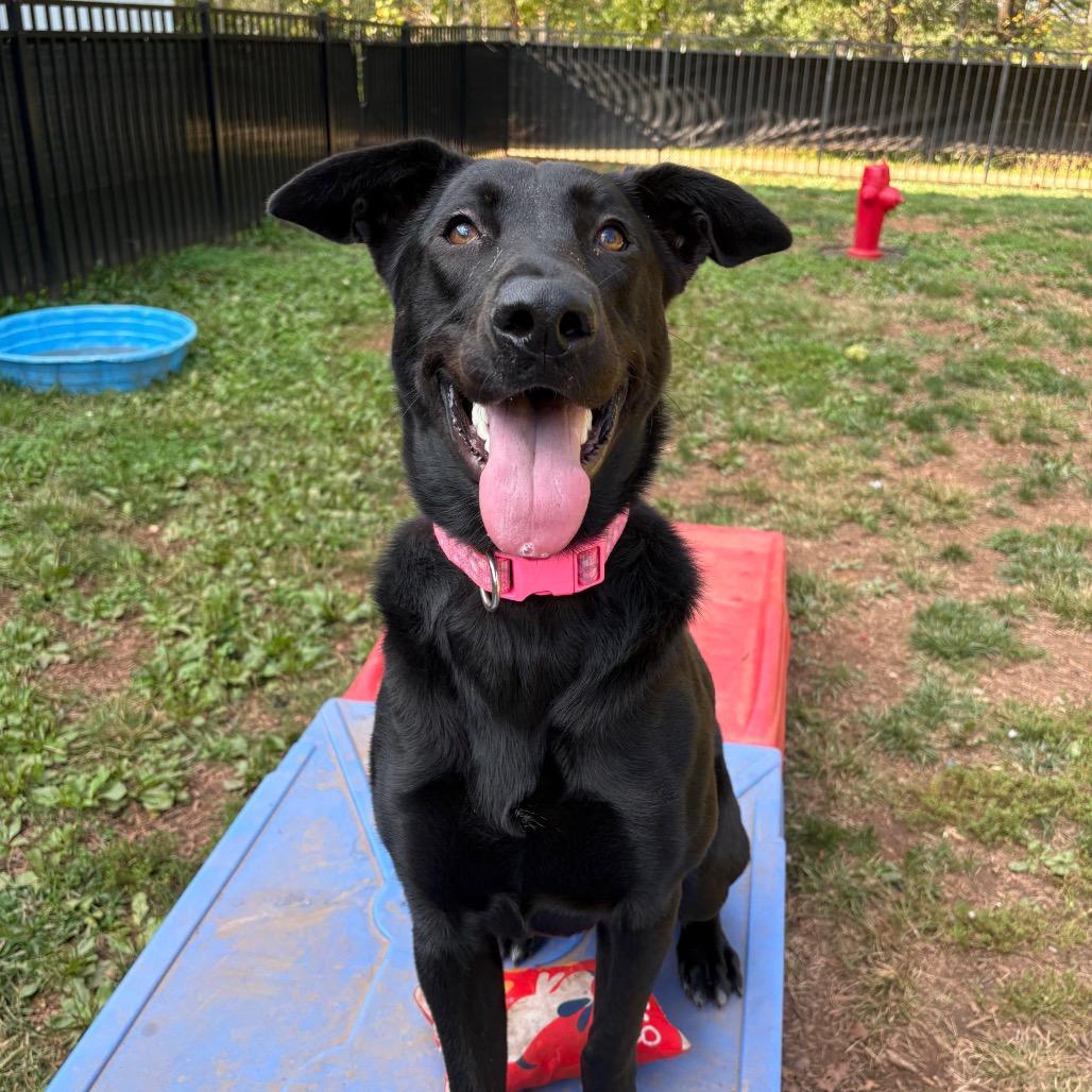 Enlarge Luna May, a Adoptable mixed breed in Lynchburg, VA image 4/4
