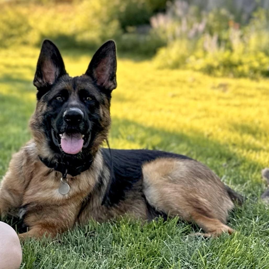 Sam Jackson, Adoptable, Adult Male German Shepherd Dog.