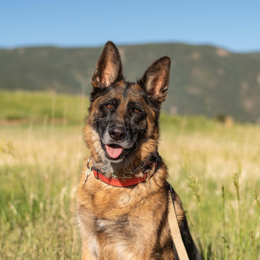 Enlarge Sam Jackson, a Adoptable German Shepherd Dog in Lakewood, CO image 2/6
