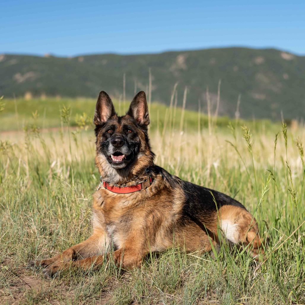 Enlarge Sam Jackson, a Adoptable German Shepherd Dog in Lakewood, CO image 3/6