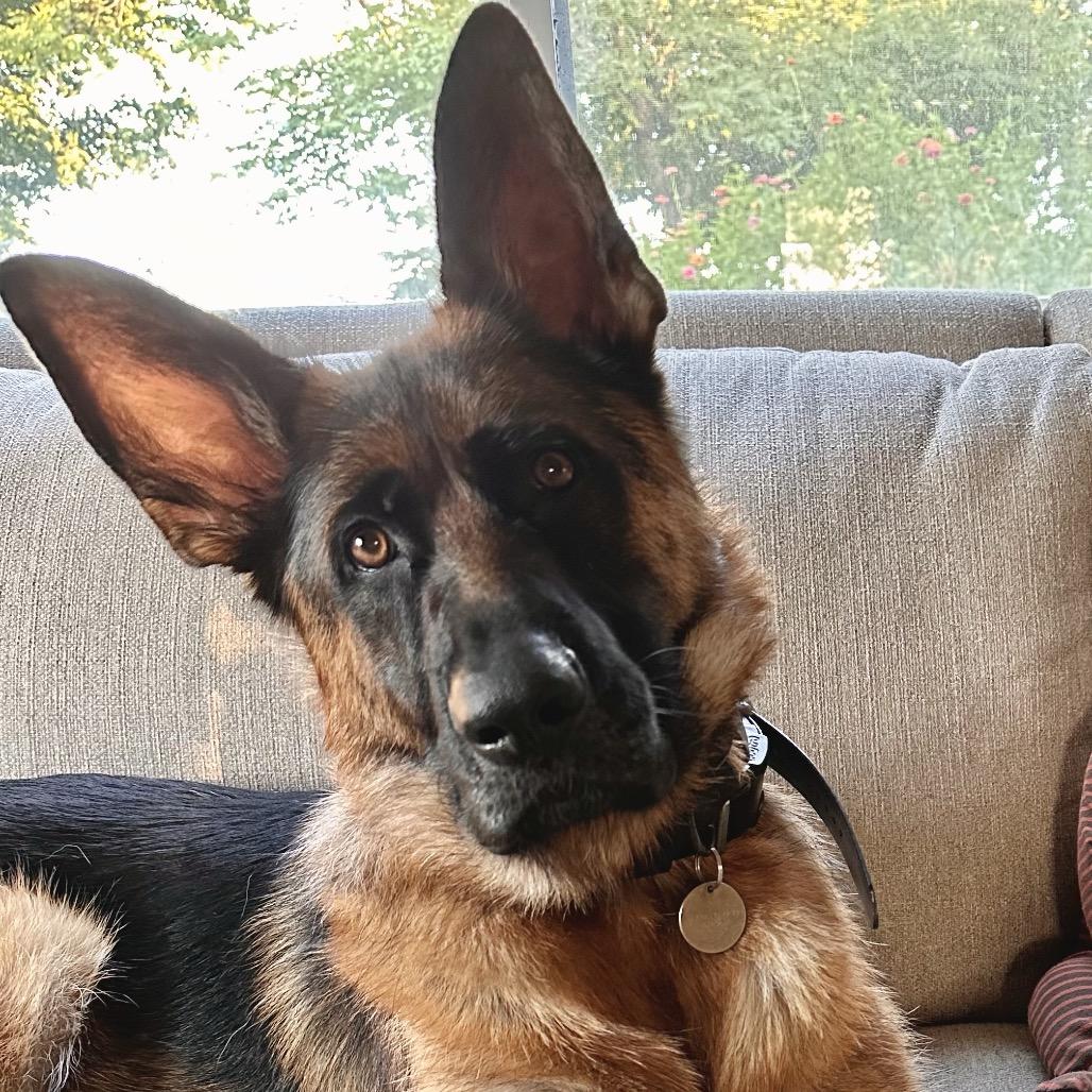 Enlarge Sam Jackson, a Adoptable German Shepherd Dog in Lakewood, CO image 4/6
