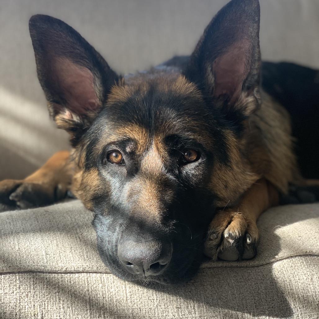 Enlarge Sam Jackson, a Adoptable German Shepherd Dog in Lakewood, CO image 5/6
