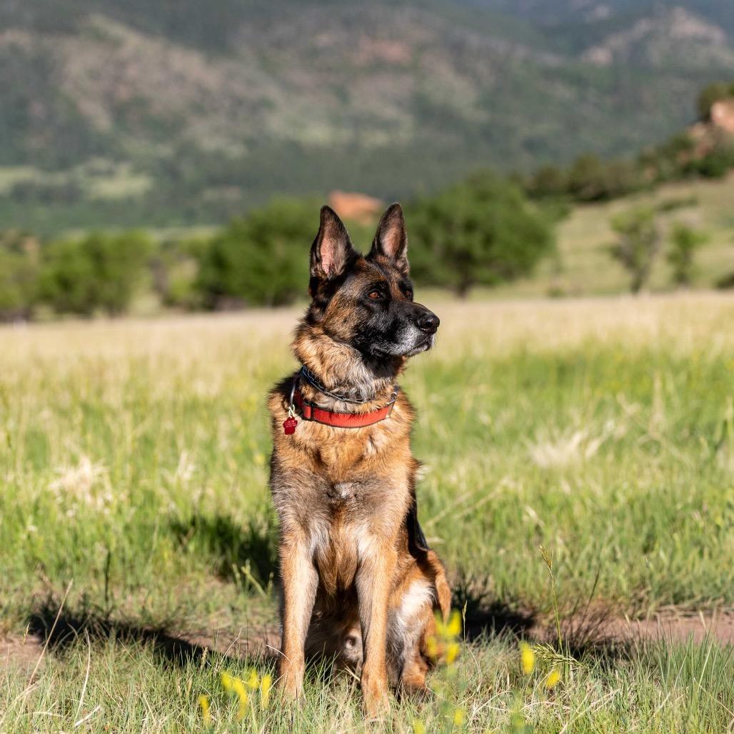 Enlarge Sam Jackson, a Adoptable German Shepherd Dog in Lakewood, CO image 6/6
