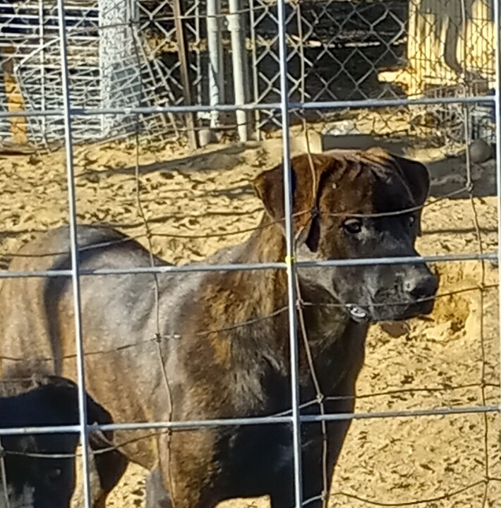 Calvin, Young Male Labrador Retriever