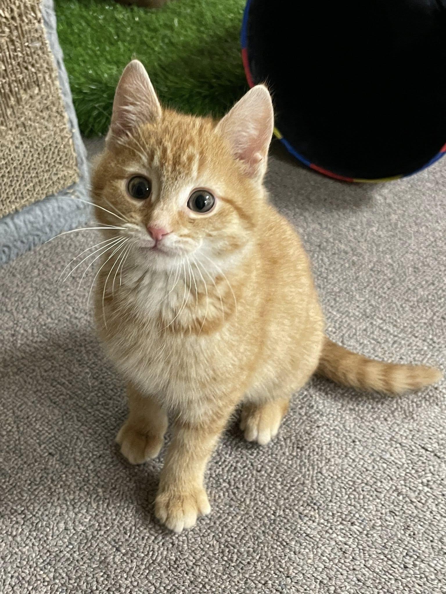 Mabel, adopted, Kitten Female Domestic Short Hair.