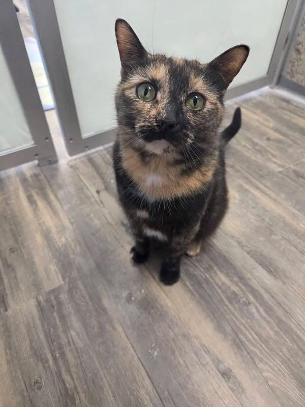 Enlarge Kiki, a Adopted mixed breed in Liverpool, NY image 1/3