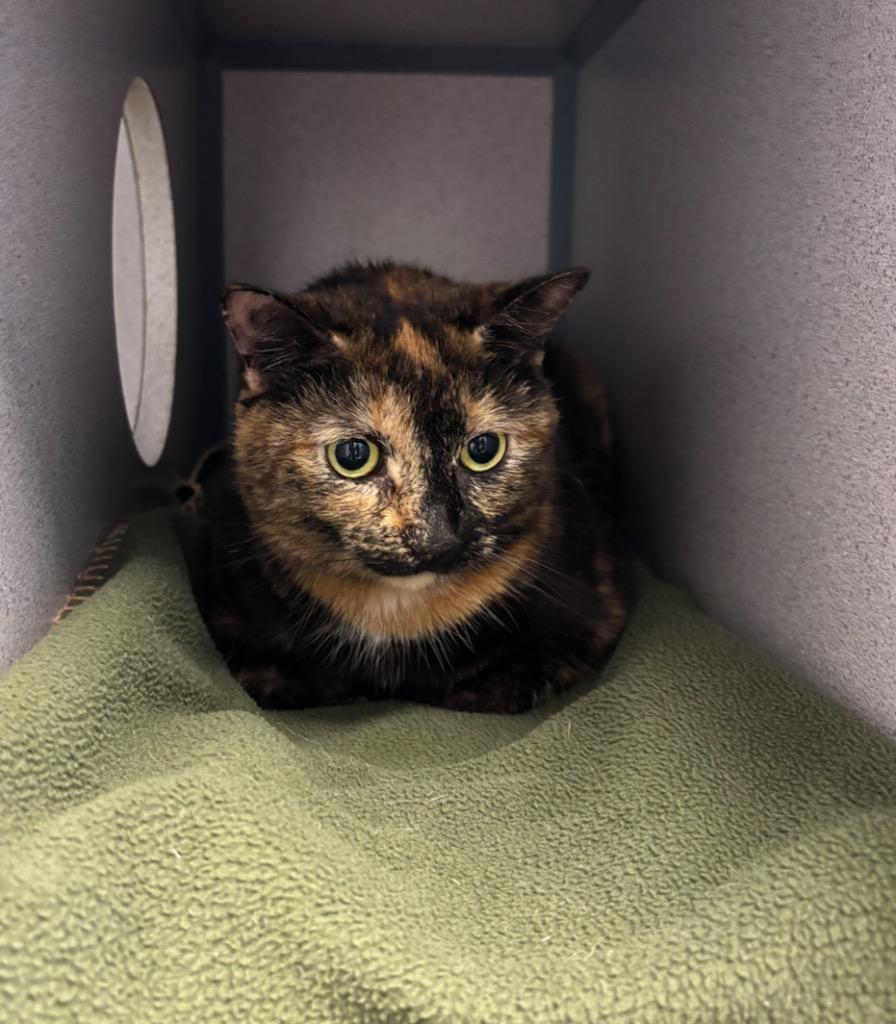 Enlarge Kiki, a Adopted mixed breed in Liverpool, NY image 2/3