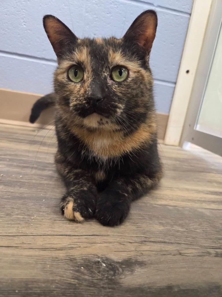 Enlarge Kiki, a Adopted mixed breed in Liverpool, NY image 3/3