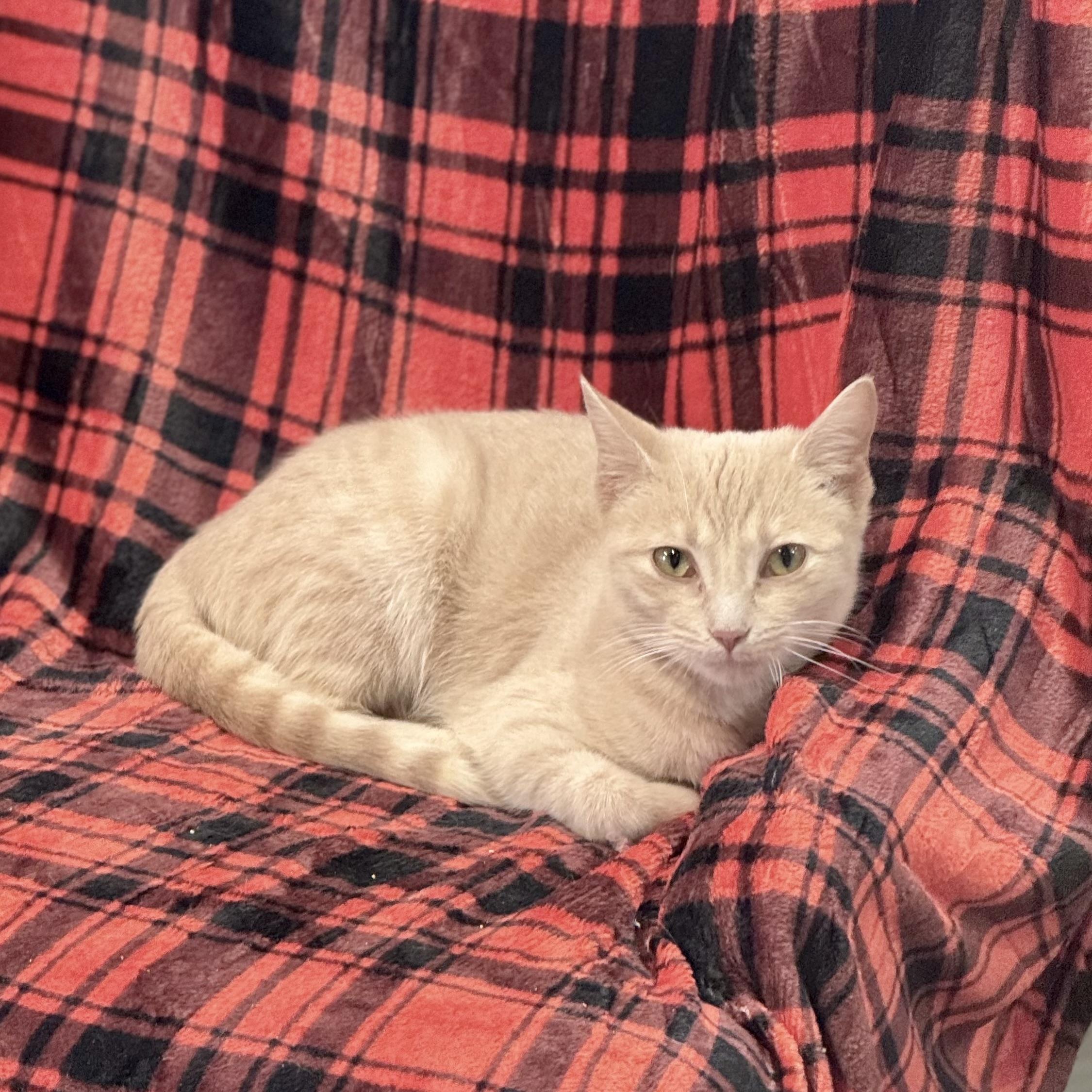 Cats & Kittens for Adoption in Westmoreland, TN | Petfinder