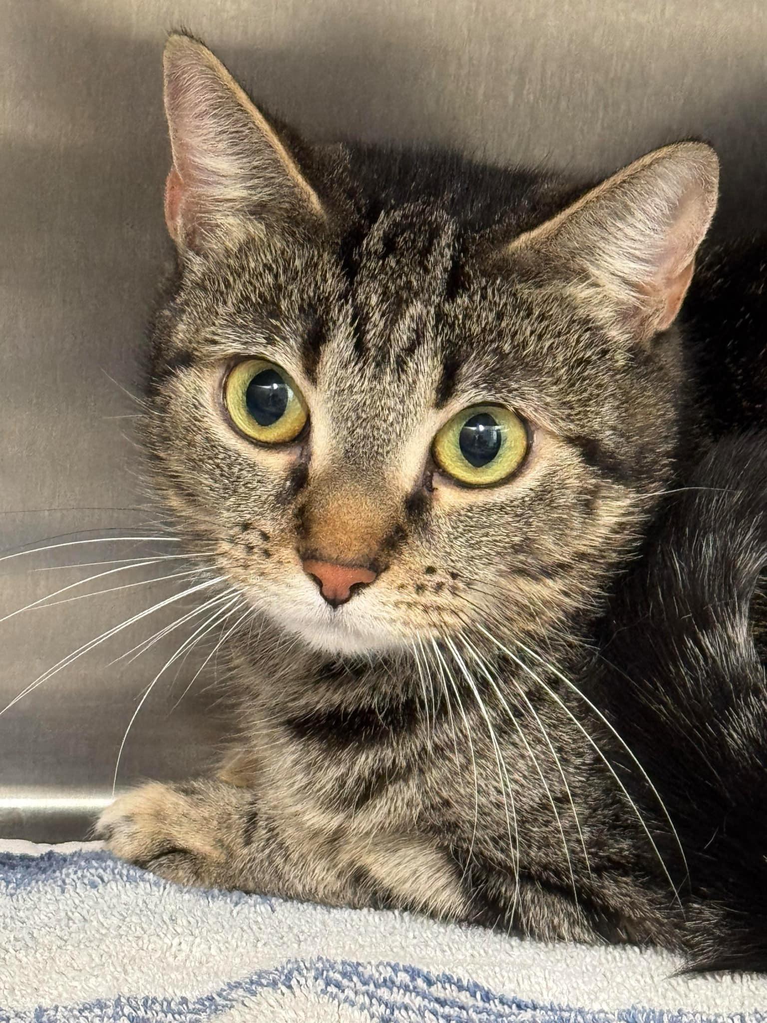 Enlarge Jasmine, a Adopted Domestic Medium Hair in Kingston, MA image 1/1