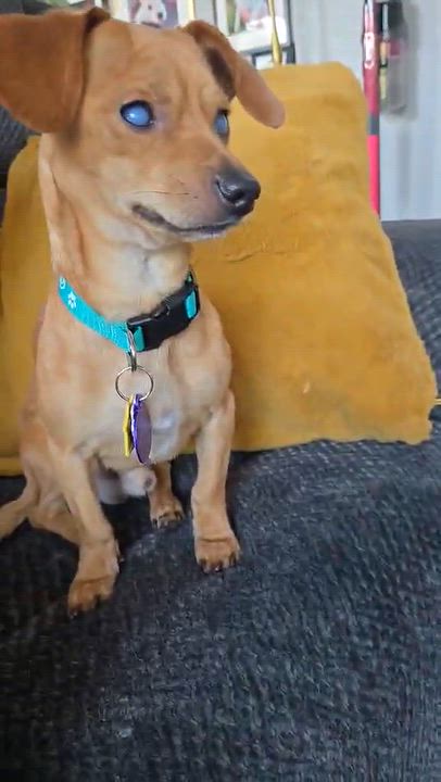Enlarge H A R P Y, a Adoptable mixed breed in Abbotsford, BC video 1/4
