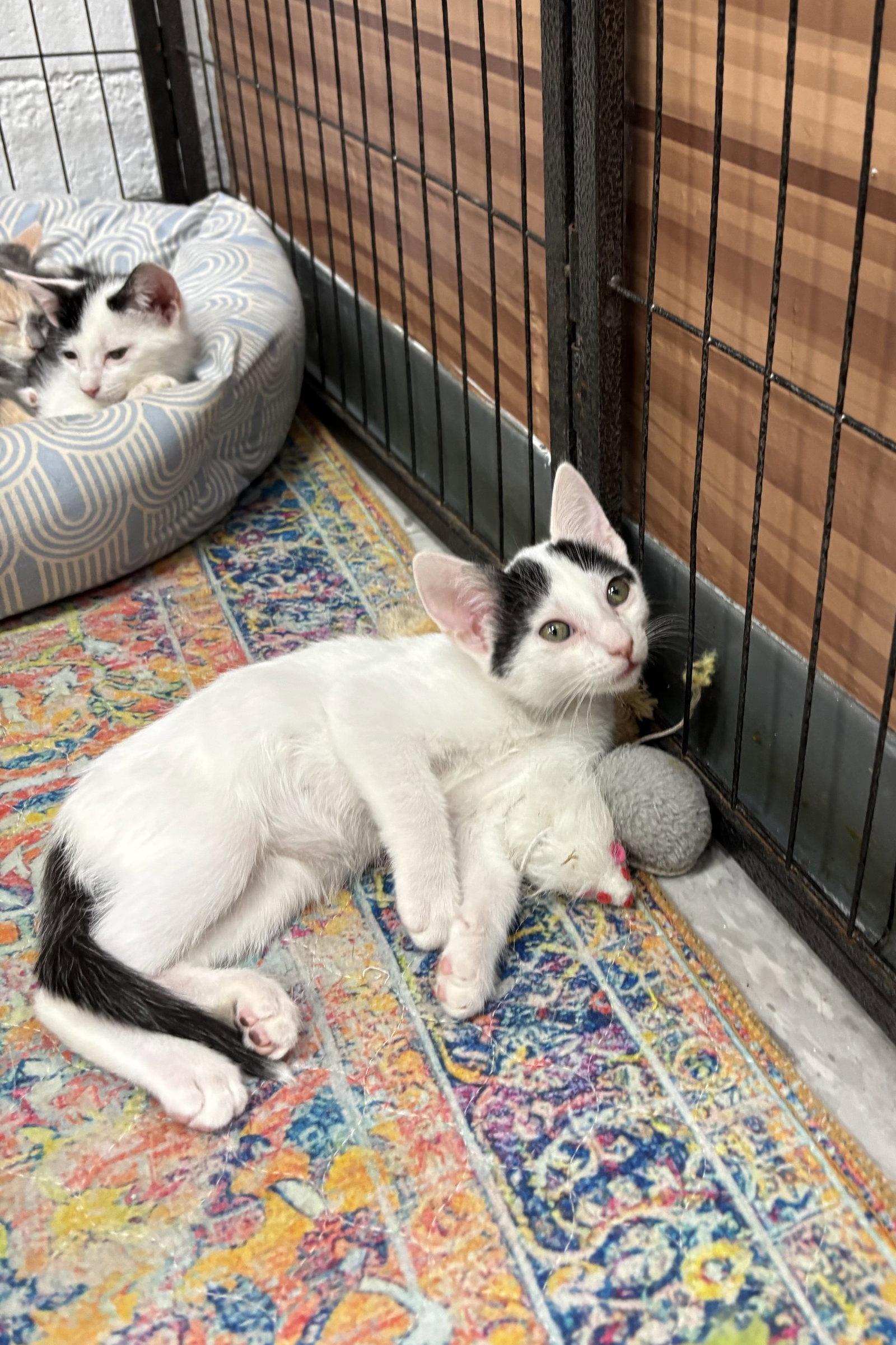 Enlarge LINGUINE, a Adoptable Domestic Short Hair in Hagerstown, MD image 2/3