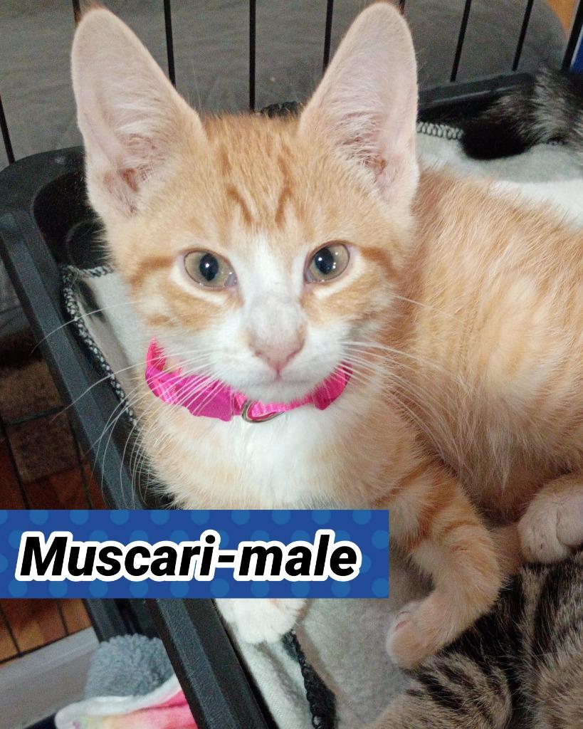Muscari, Adoptable, Kitten Male Domestic Short Hair.