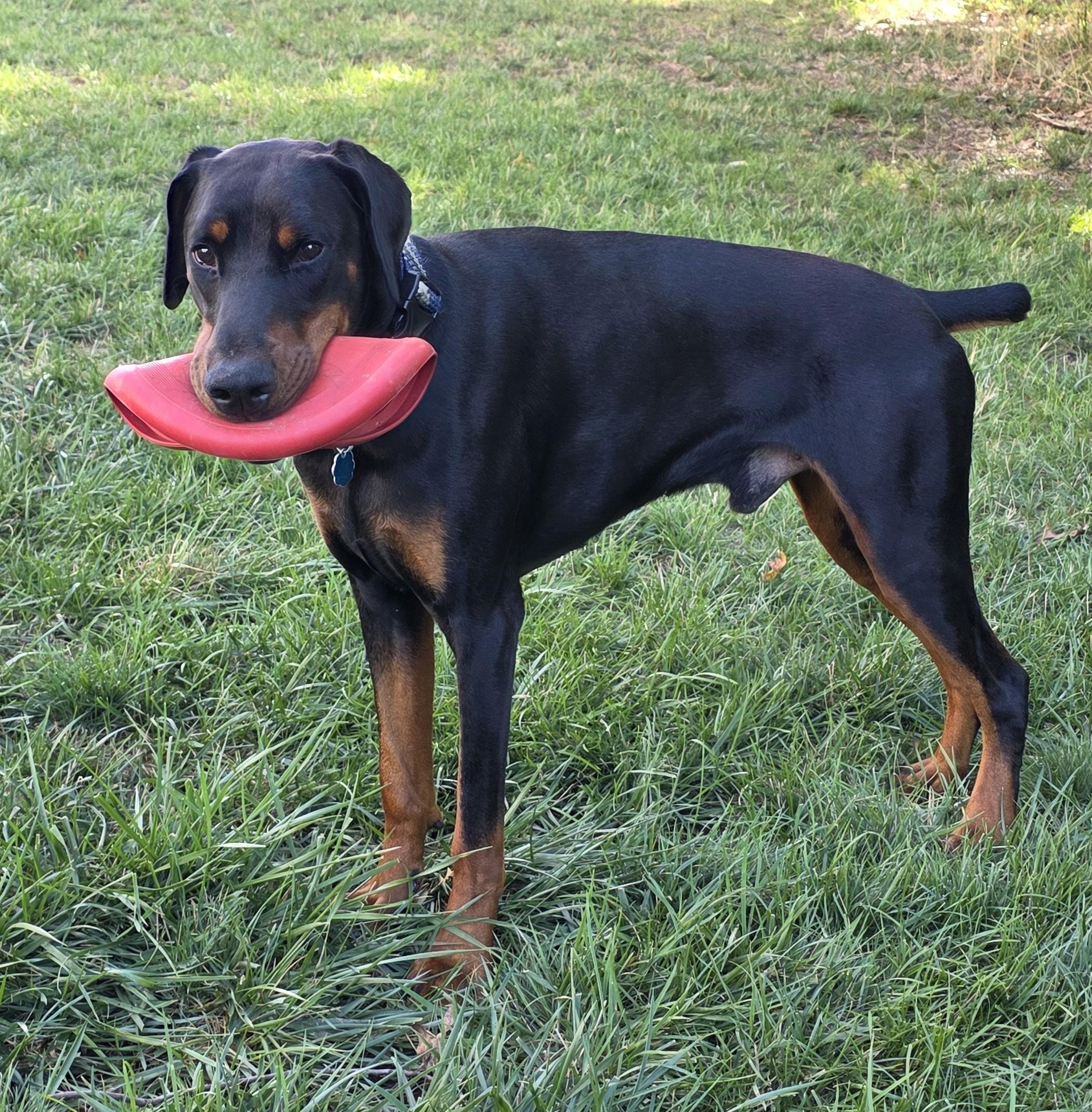 Enlarge Cooper, a ADOPTABLE Doberman Pinscher in Arlington, VA image 4/6