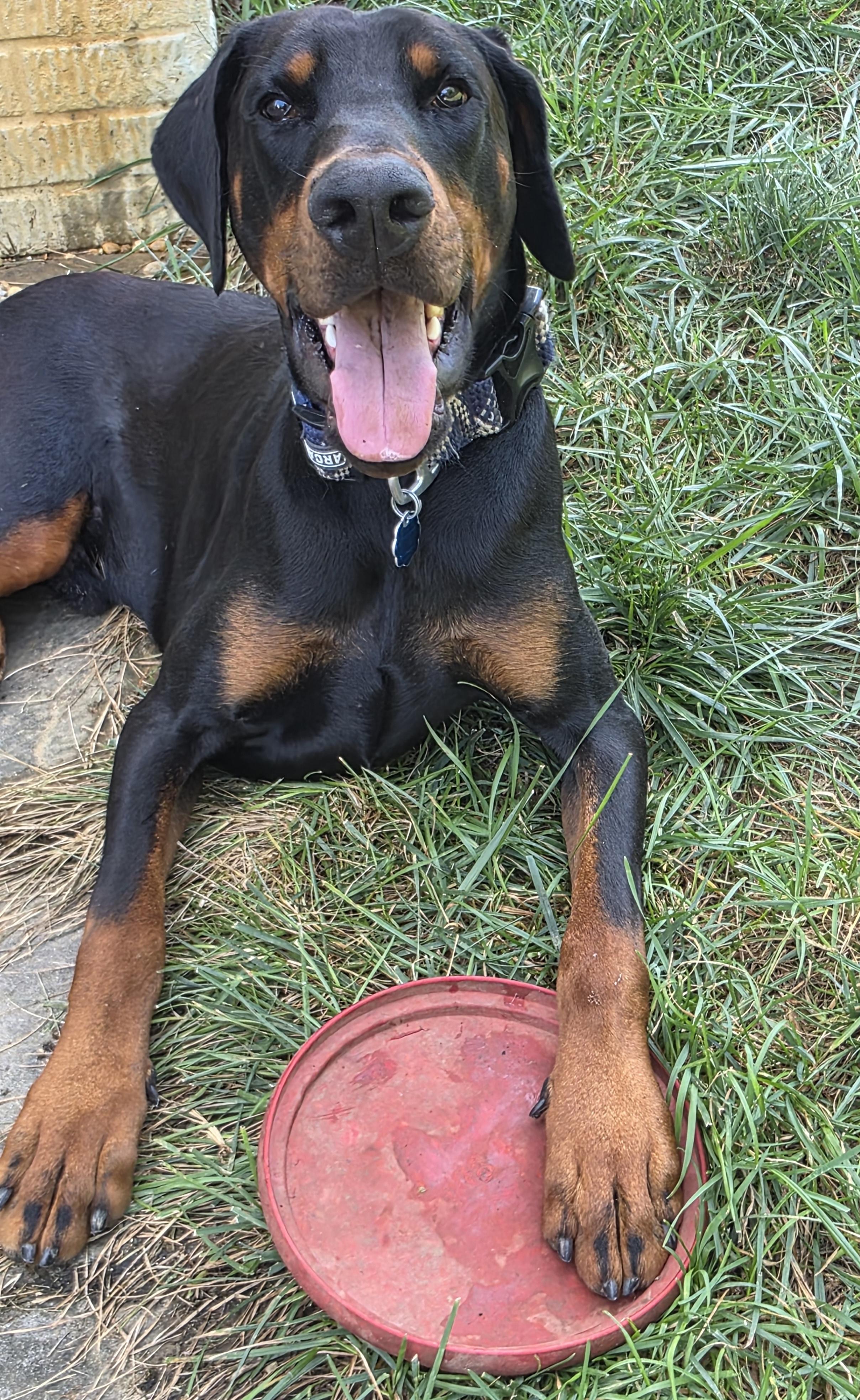 Enlarge Cooper, a ADOPTABLE Doberman Pinscher in Arlington, VA image 3/6